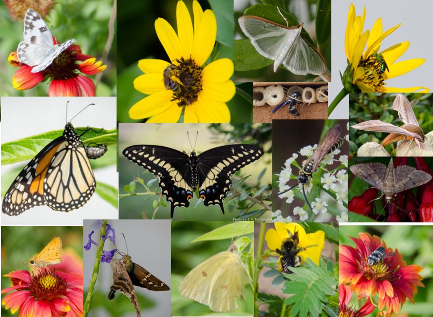 Florida Native Plants