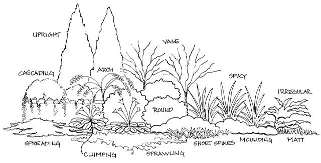 Examples of varying sizes and shapes of plants