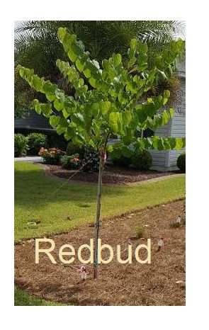 Redbud Tree