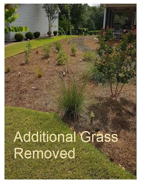 Muhly Grasses