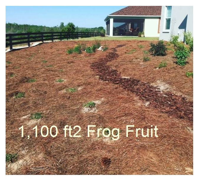 Frog Fruit