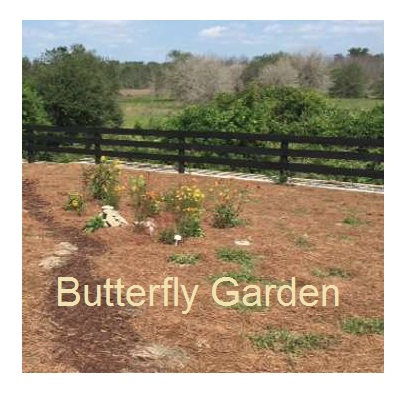 Butterfly Garden