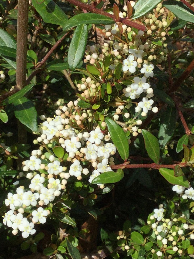 Dwarf Walter’s viburnum, Viburnum obovatum densa