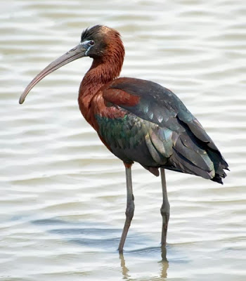 Glossy ibis