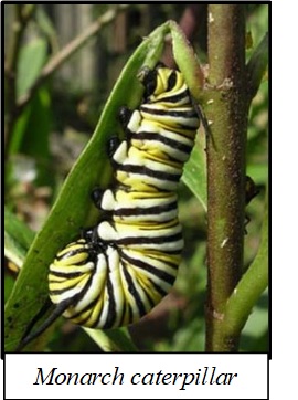 Monarch catepillar