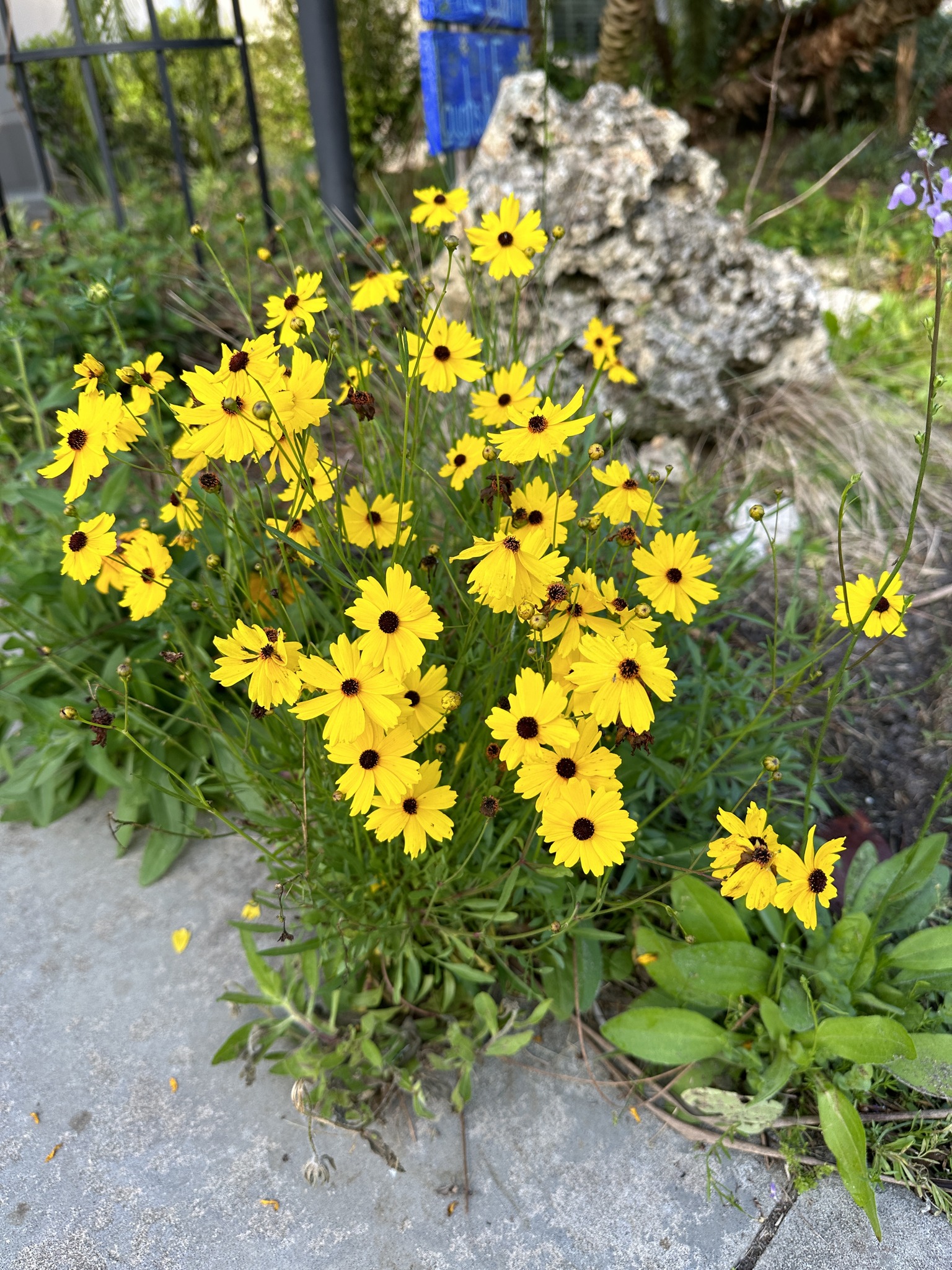 Coreopsis leavenworthii